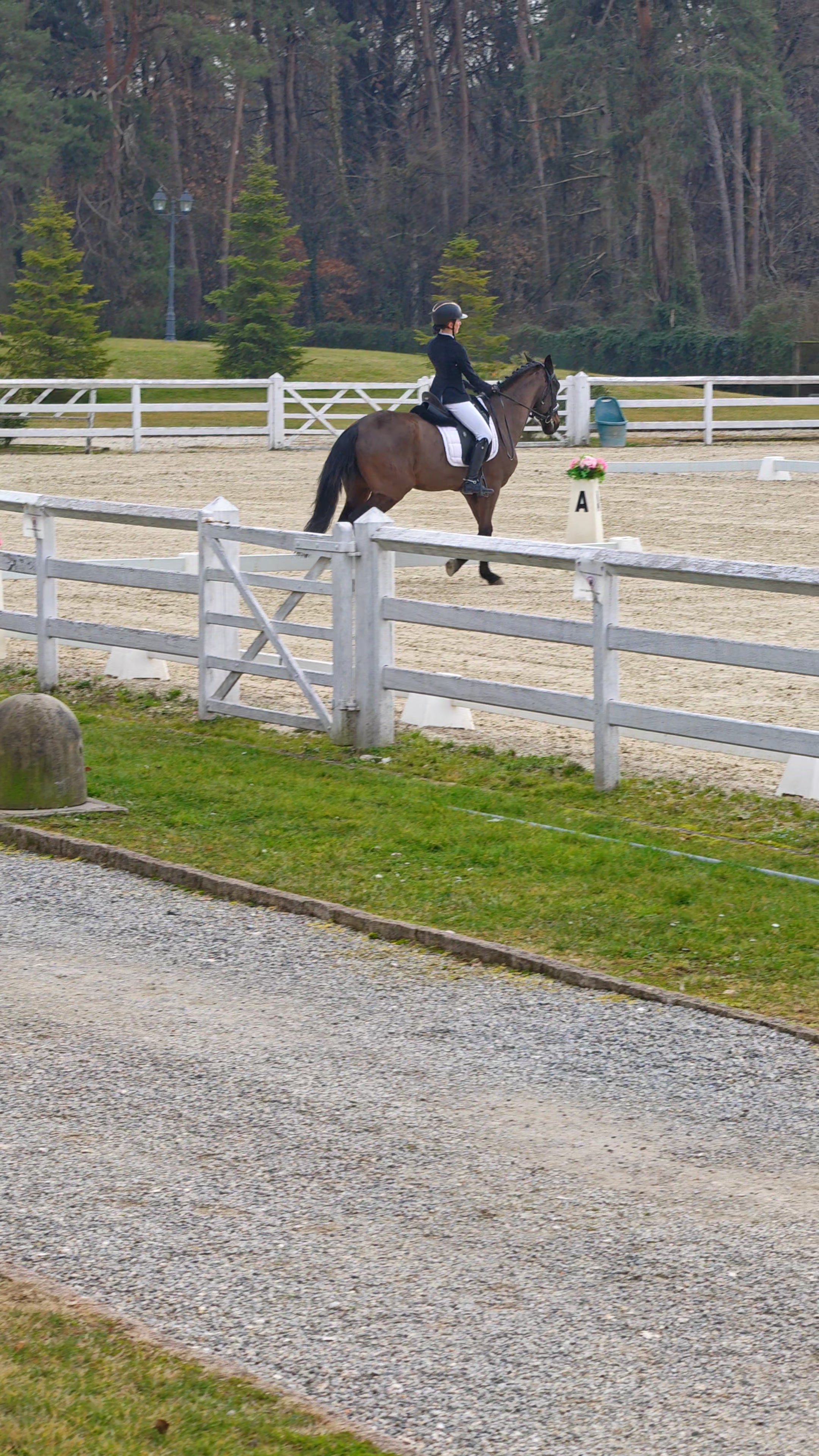 Errore: Transizione trotto-passo